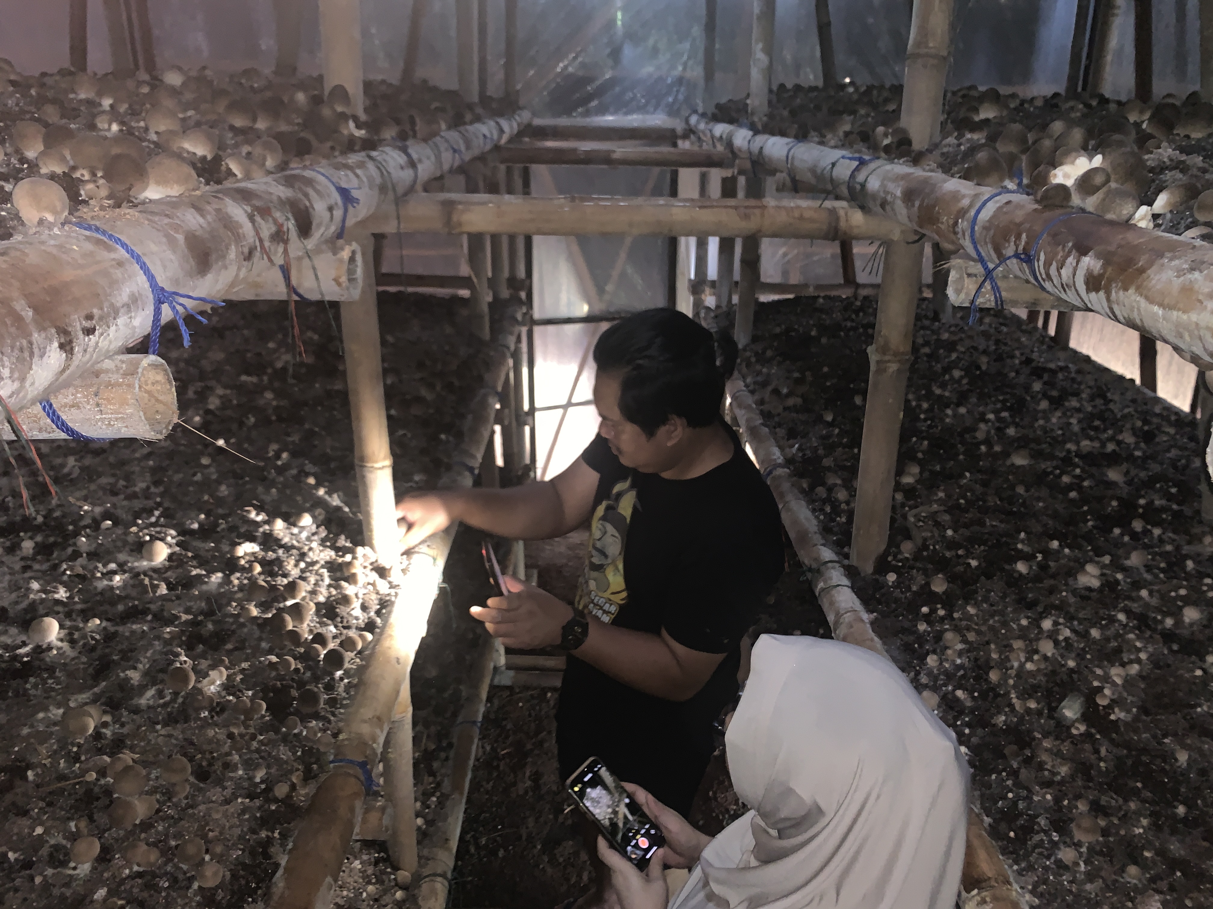 Budidaya jamur di kumbung modern