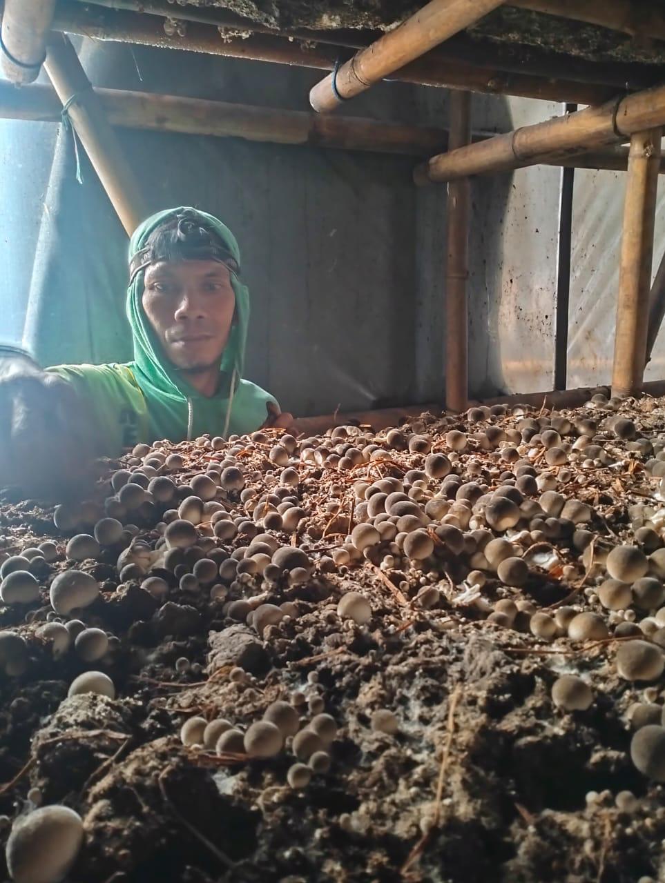 Proses produksi jamur
