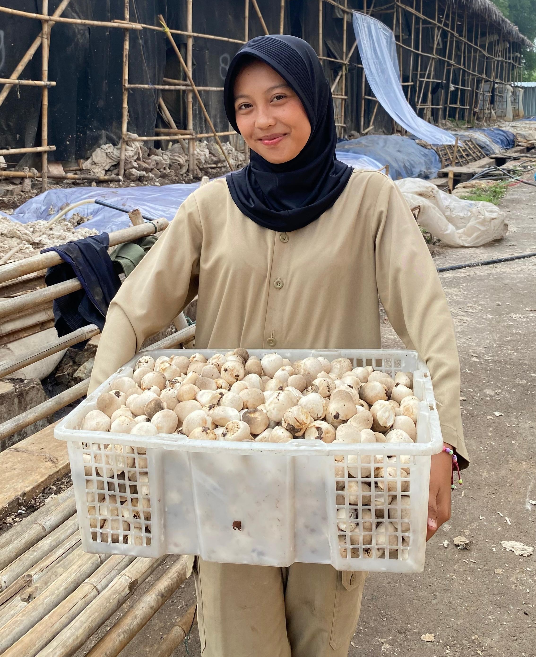 Hasil panen jamur segar